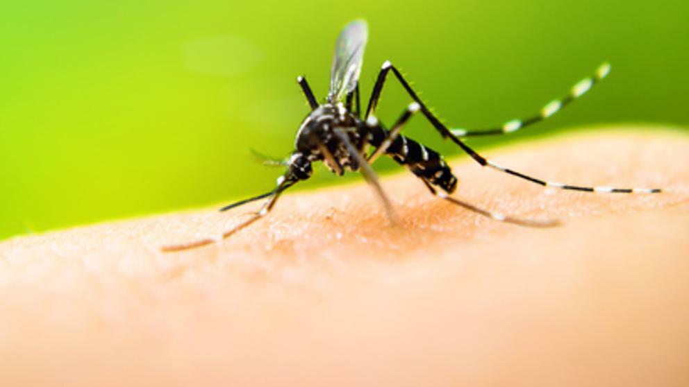 Mais dois focos da dengue registrados nesta semana