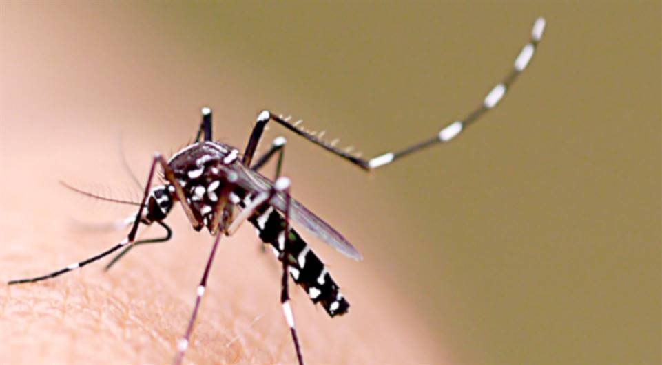 Primeiro foco do mosquito Aedes Aegypti encontrado em Ipumirim | Rádio  Aliança 750khz