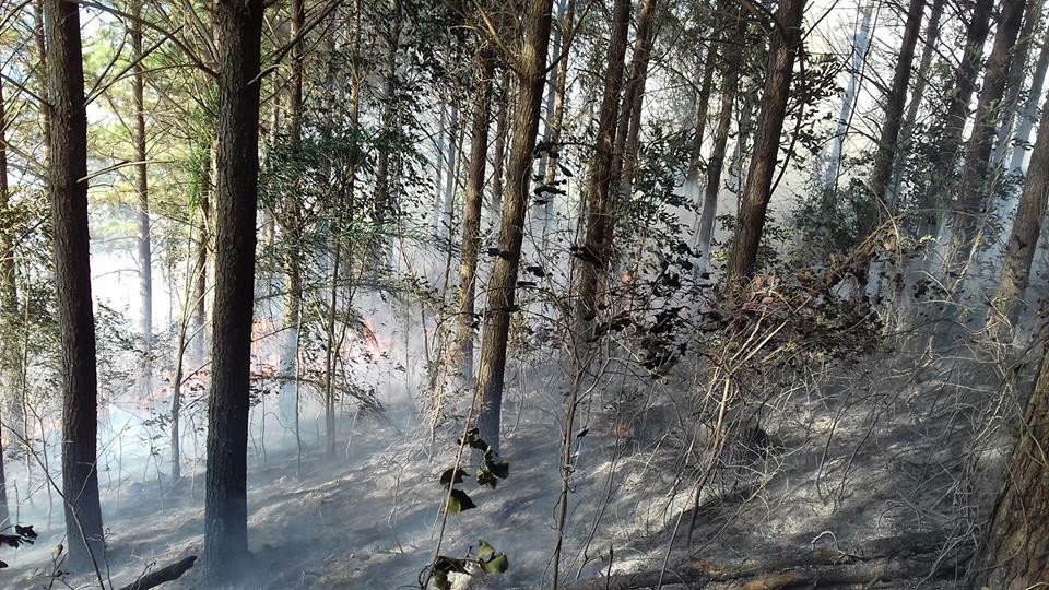 Incêndio atinge plantação de pinus em Ipumirim