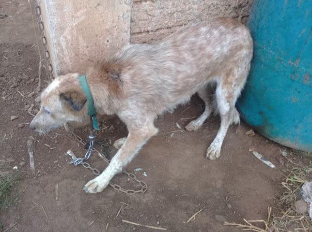 ONG recebe denúncia sobre caso de maus tratos a animal em Peritiba