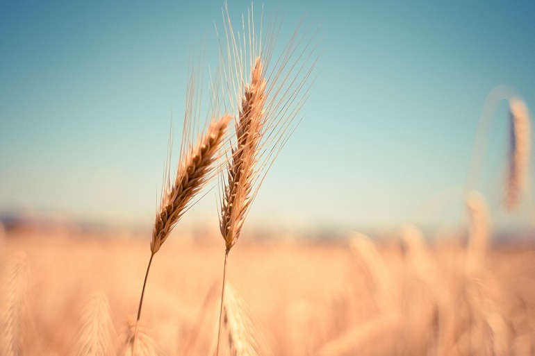 Cereais de Inverno poderão suprir a falta de milho