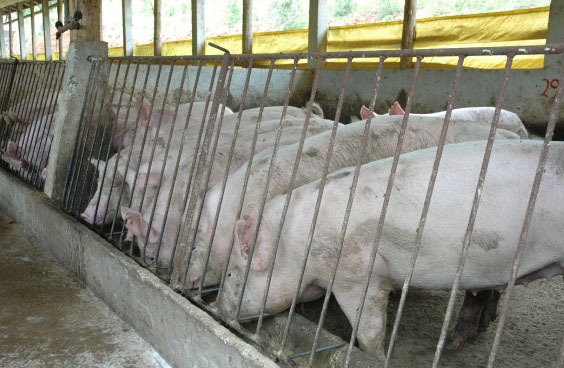 Coreia do Sul divulga empresas catarinense habilitadas a exportar carne suína