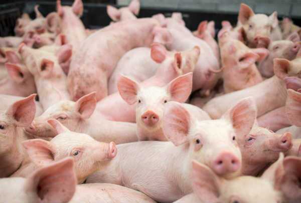 JBS reajusta para baixo o preço do quilo do suíno vivo pago ao produtor