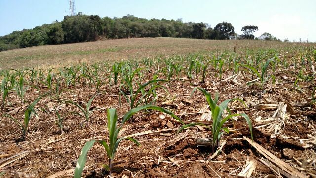 Estiagem afeta a plantação de trigo, milho e as pastagens