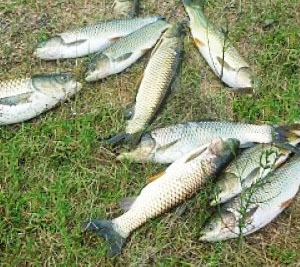 Falta de energia provoca a morte de mais de 700 peixes no interior de Concórdia