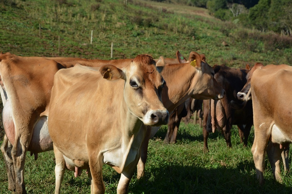 Preços pagos aos produtores de leite em SC registram alta em junho