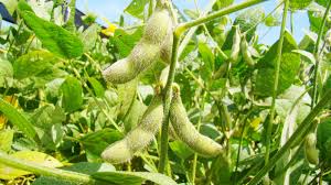 Cultura da soja cresce 37% na região de Concórdia para esta safra
