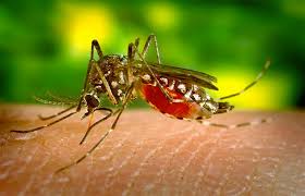 Mesmo com o frio, Concórdia tem aumento no número de focos do mosquito da dengue