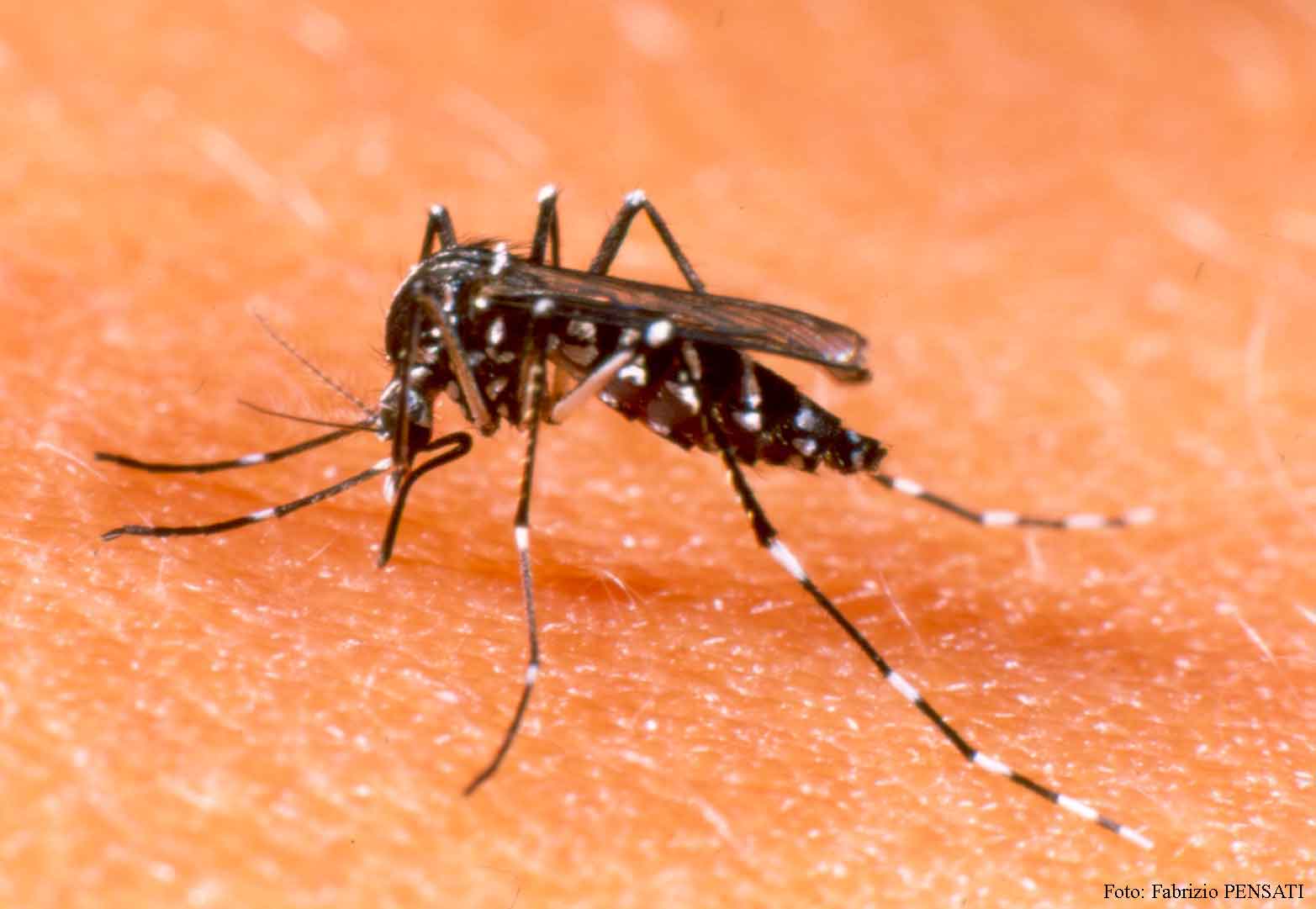 Início de ano sem focos de Dengue em Concórdia