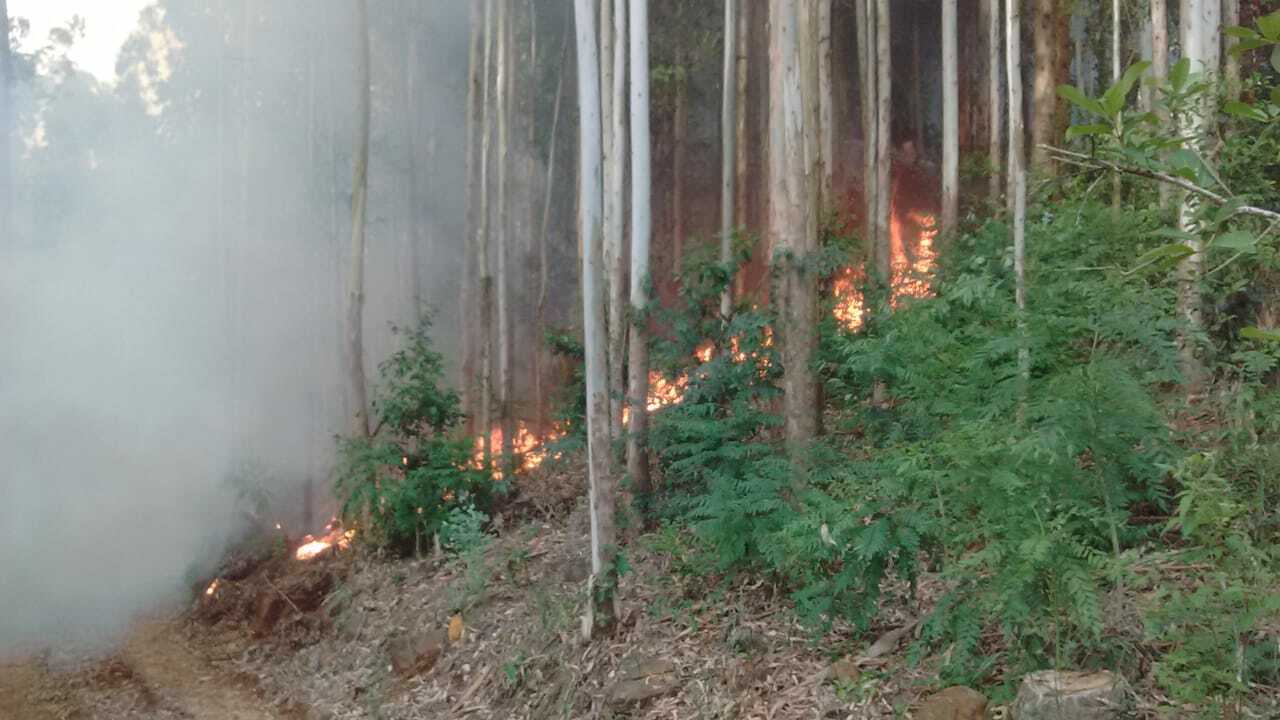 Incêndio em vegetação queima aproximadamente sete mil metros quadrados de área