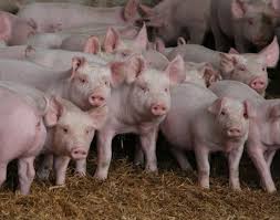 Santa Catarina tem recorde na exportação de carne suína