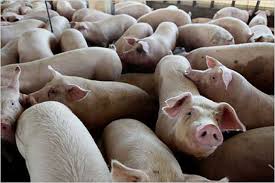 ACCS discute prorrogação da redução da alíquota do ICMS sobre a venda de suínos