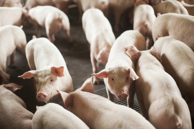 Reabertura de mercado russo para carne suína brasileira beneficia SC